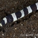 eel_snake_bhr_tam_h_0054_bal5786.jpg